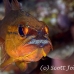 cardinalfish_goldbelly_bhr_tam_h_0251_bal6087.jpg